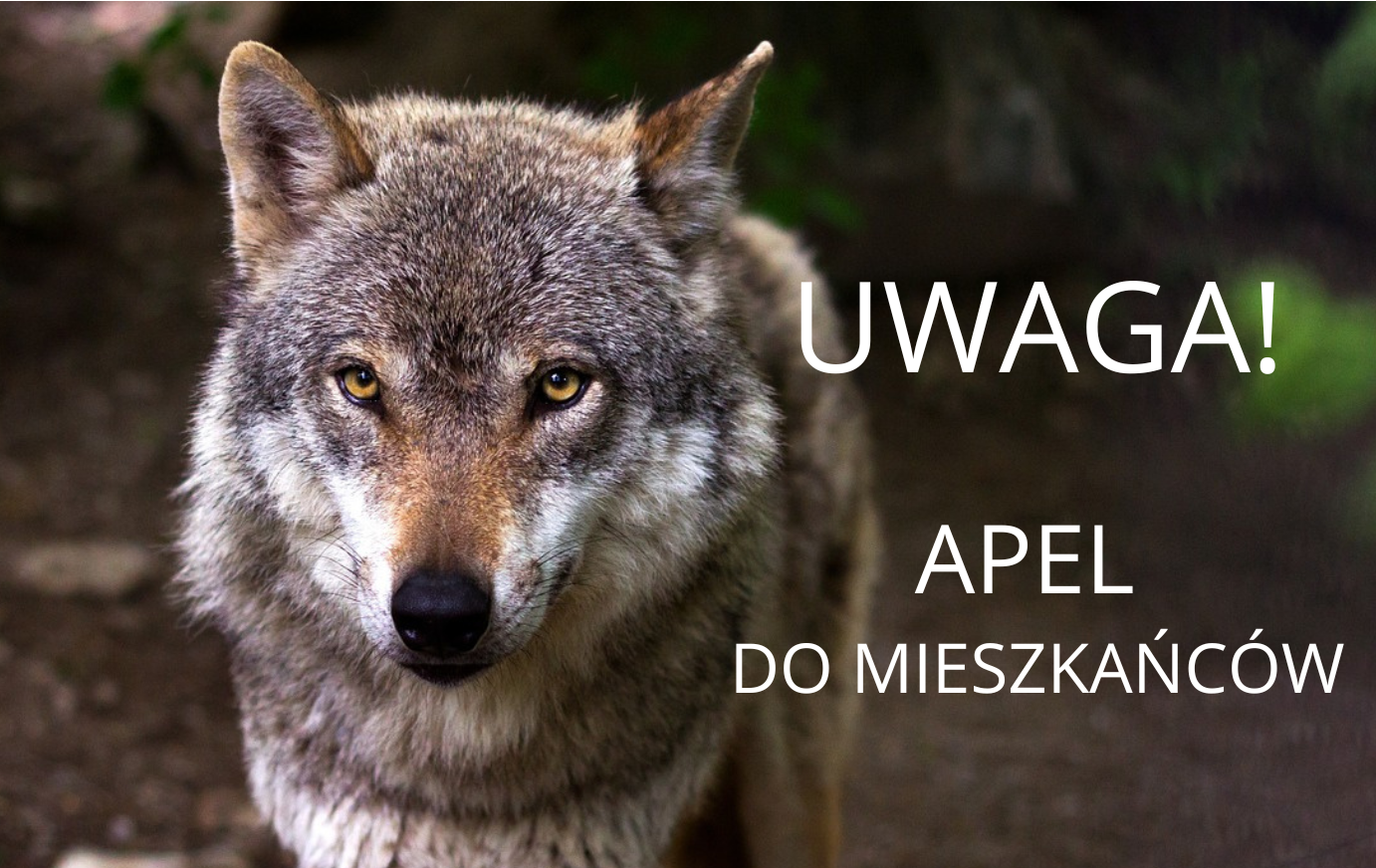 UWAGA!