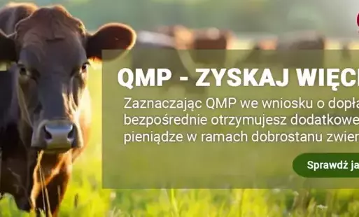Rolniku! Hodujesz bydło mięsne? Nie możesz tego przegapić!