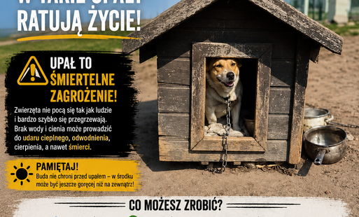 UPAŁY - ZWIERZĘTA - REAGUJMY - INFORMUJMY!