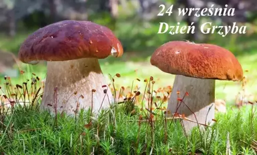 Dzień Grzyba