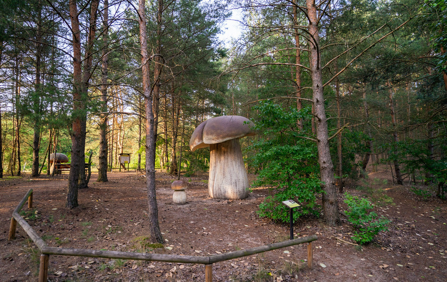 Modernizacja Parku Grzybowego w Piłce
